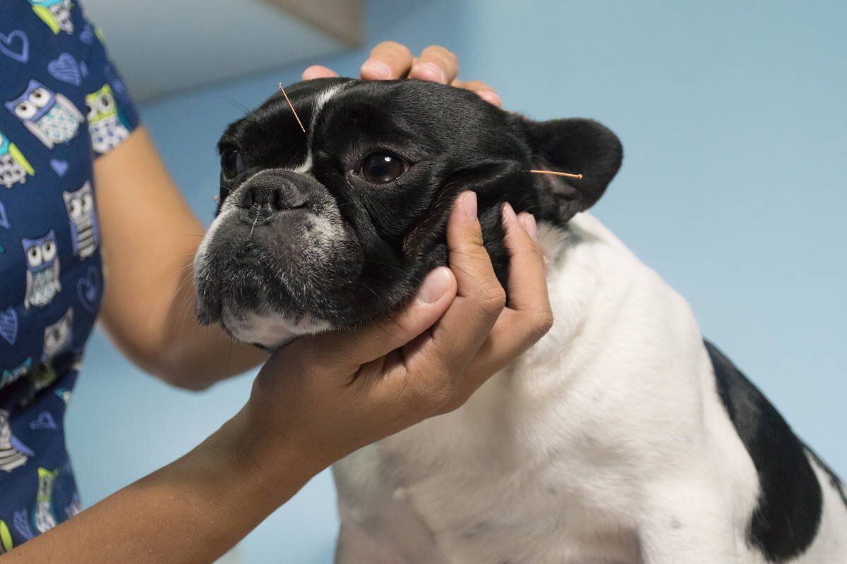 Alternative Medicine Options That Can Improve Your Pet's Life 