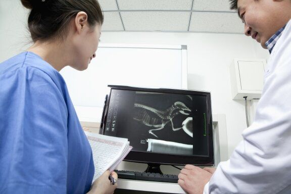 Diagnostic X-Rays for Pets