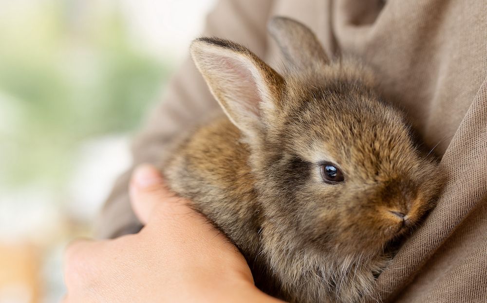 Adopt a Rescued Rabbit Month: Tips To Care for Rabbits