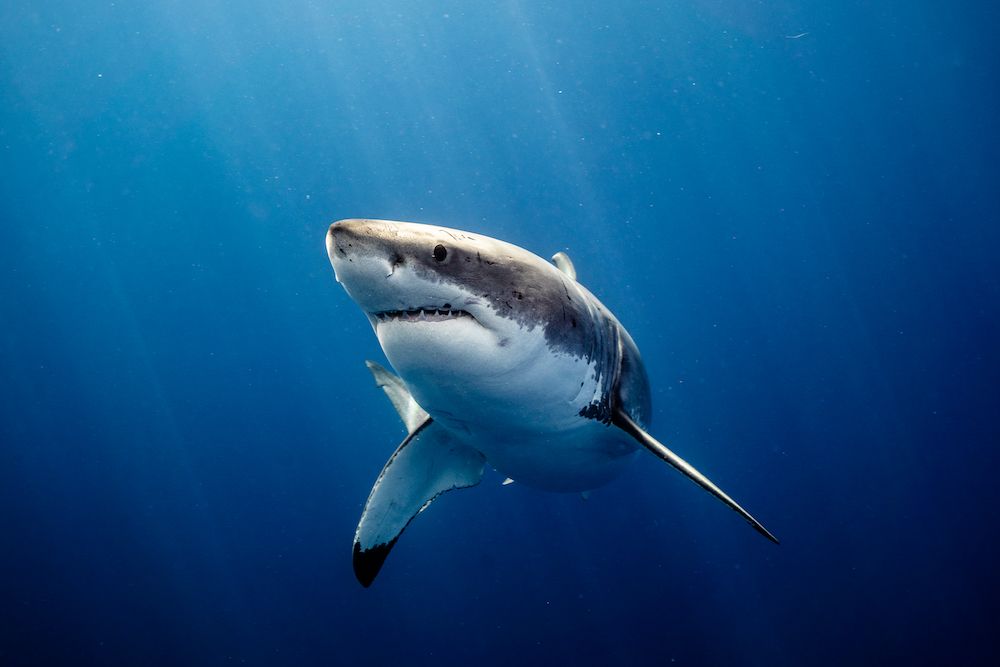 Celebrate Shark Awareness Day by Enjoying the Ocean