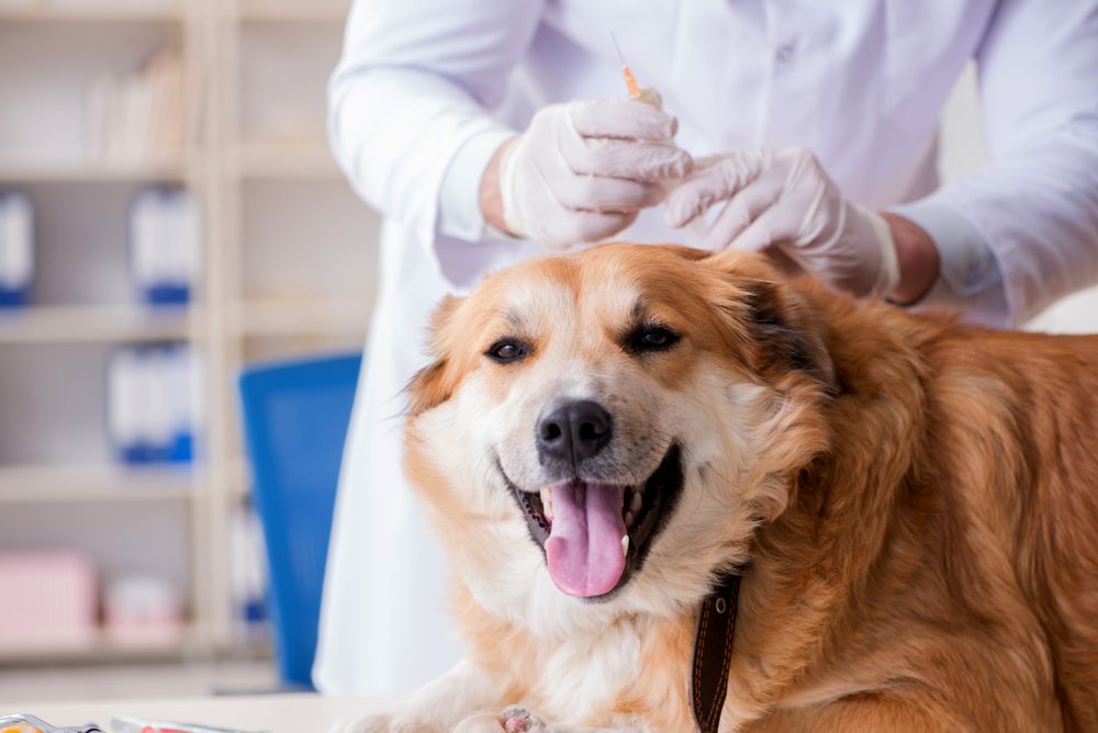 National Pet Immunizations Awareness Month