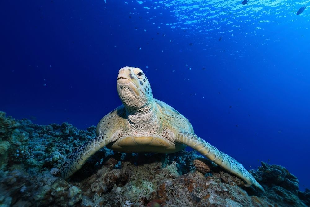 3 Ways To Honor National Turtle Day
