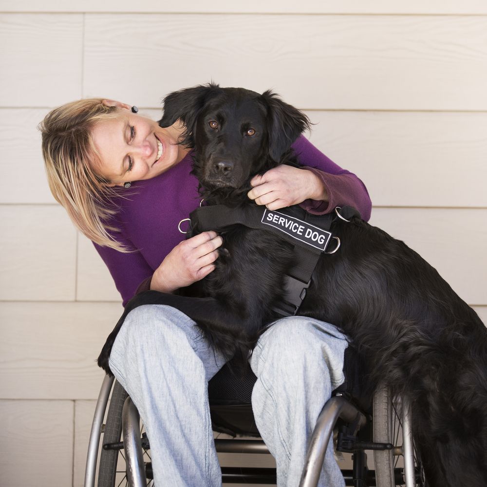 International Assistance Dog Week