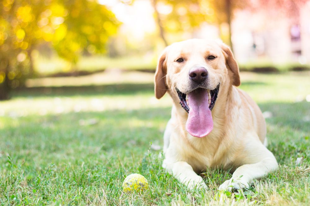 American Red Cross Pet First Aid Awareness Month