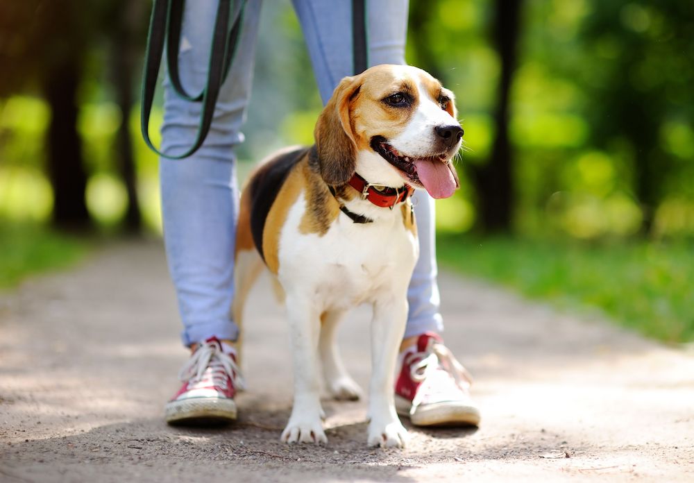 Pets and Work Places: Tips for Take Your Dog to Work Day