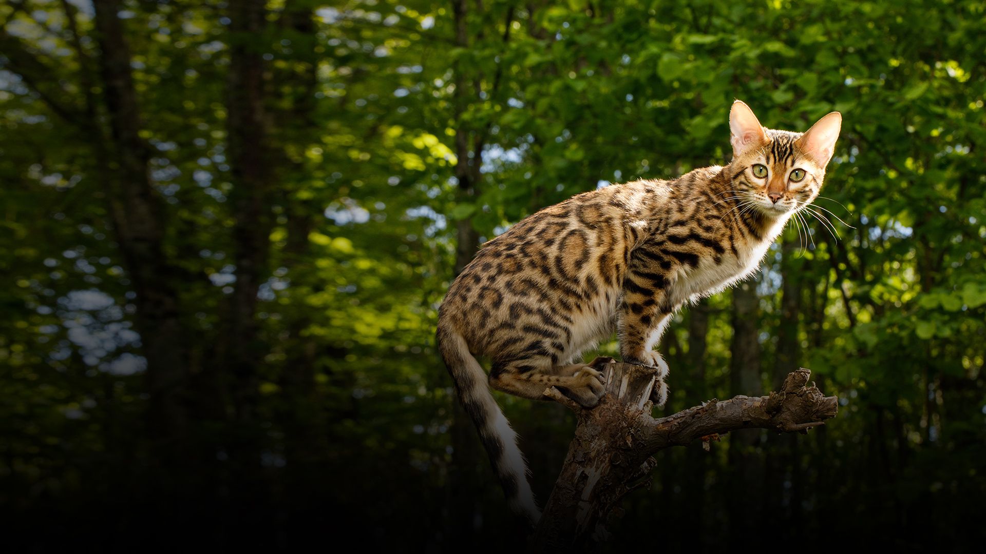 Bengal Cats