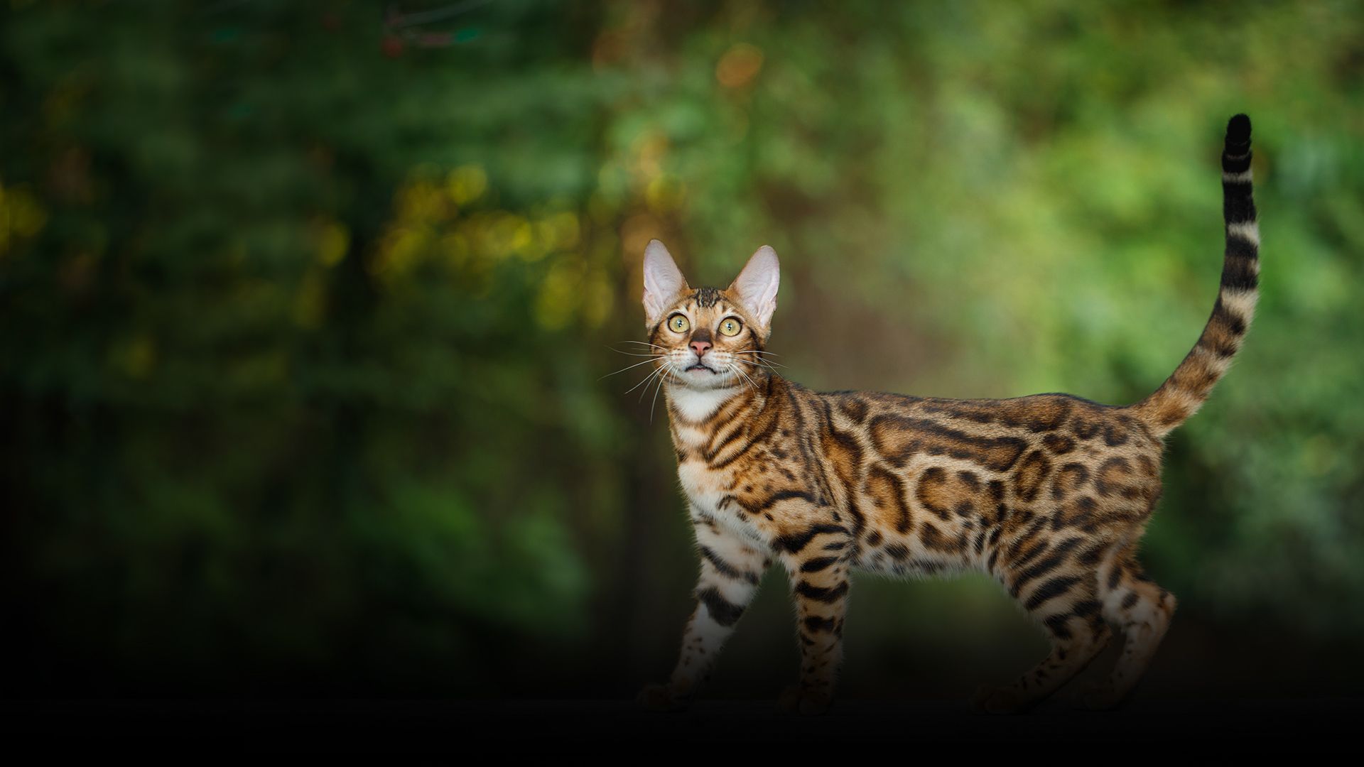 Bengal Cats