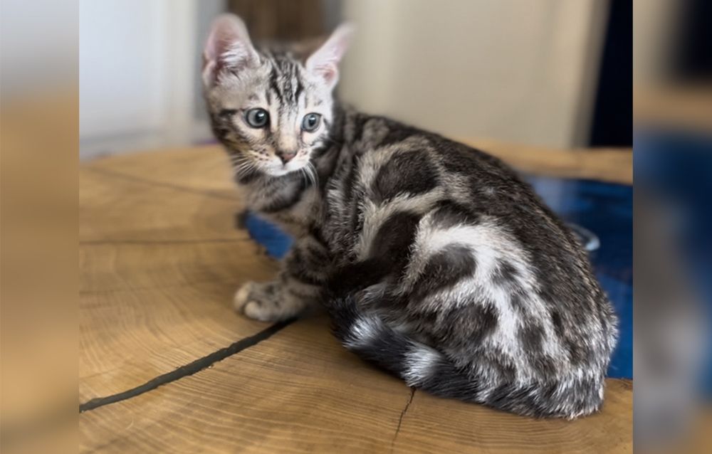 Silver Bengal Kittens For Sale Delivery To Usa Canada