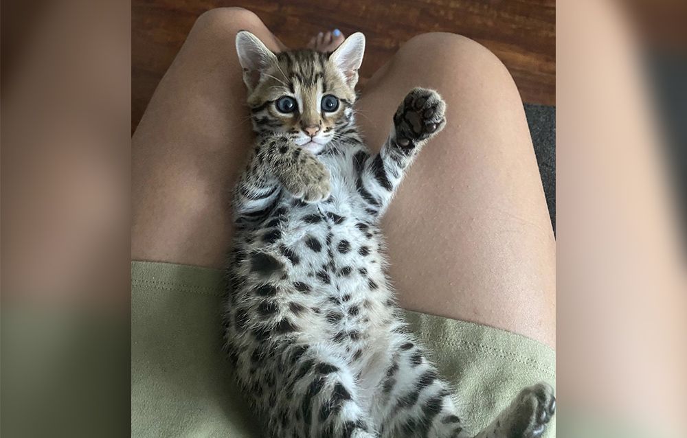 Variety — Pet Bengals