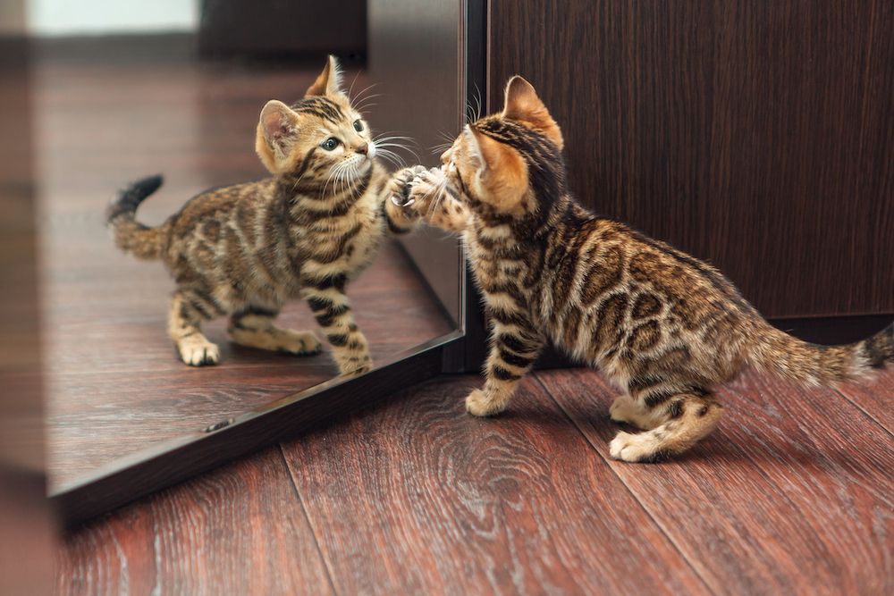 Bengal cat average size