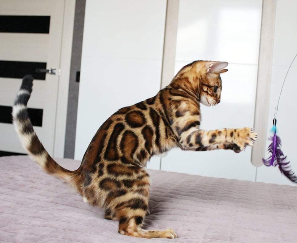 Bengal cat pros and cons
