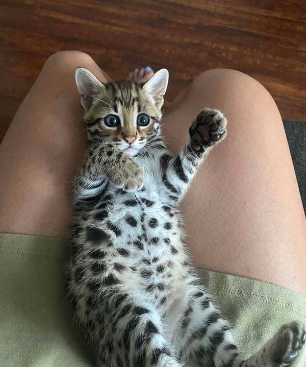 Are Bengal felines good home pet kittens?