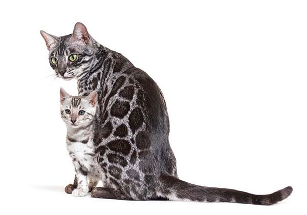 The Personality of Our Bengal Cats