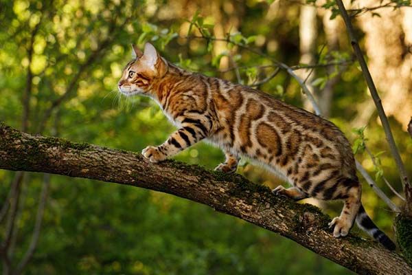 Why is My Bengal Cat Acting All Wild? A Cool Guide