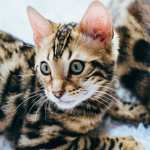 Brown Savannah Cat