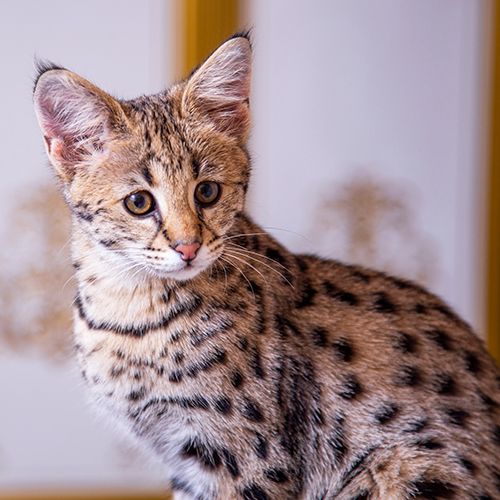 Top Cat Breeds - Bengal Cat, Savannah, Ragddoll + 7 More! – OutdoorBengal