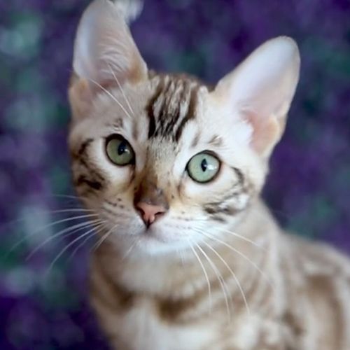 Snow White Savannah Cat