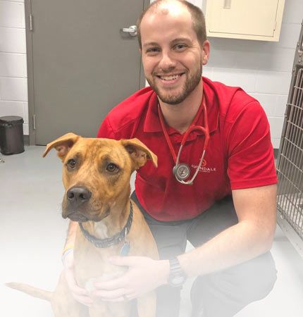 Pet Services in Birmingham AL