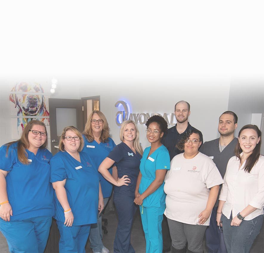 About Vets In Birmingham Al By Avondale Animal Hospital