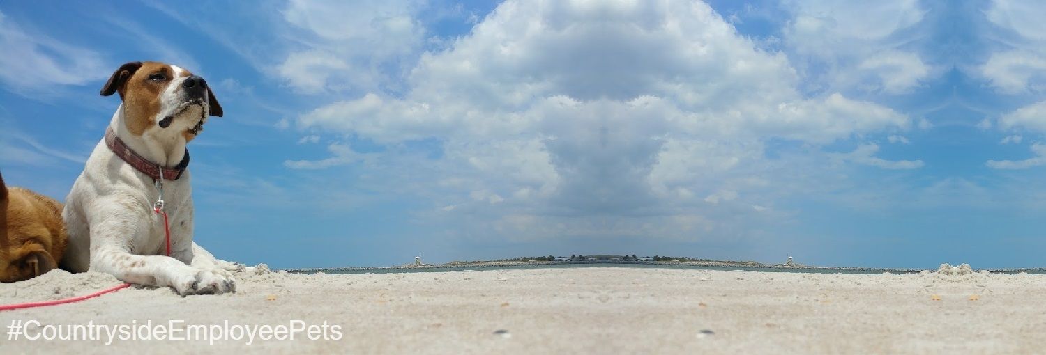 Veterinarians in DeLand FL Countryside Animal Clinic of Deland