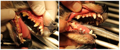 pet dentist