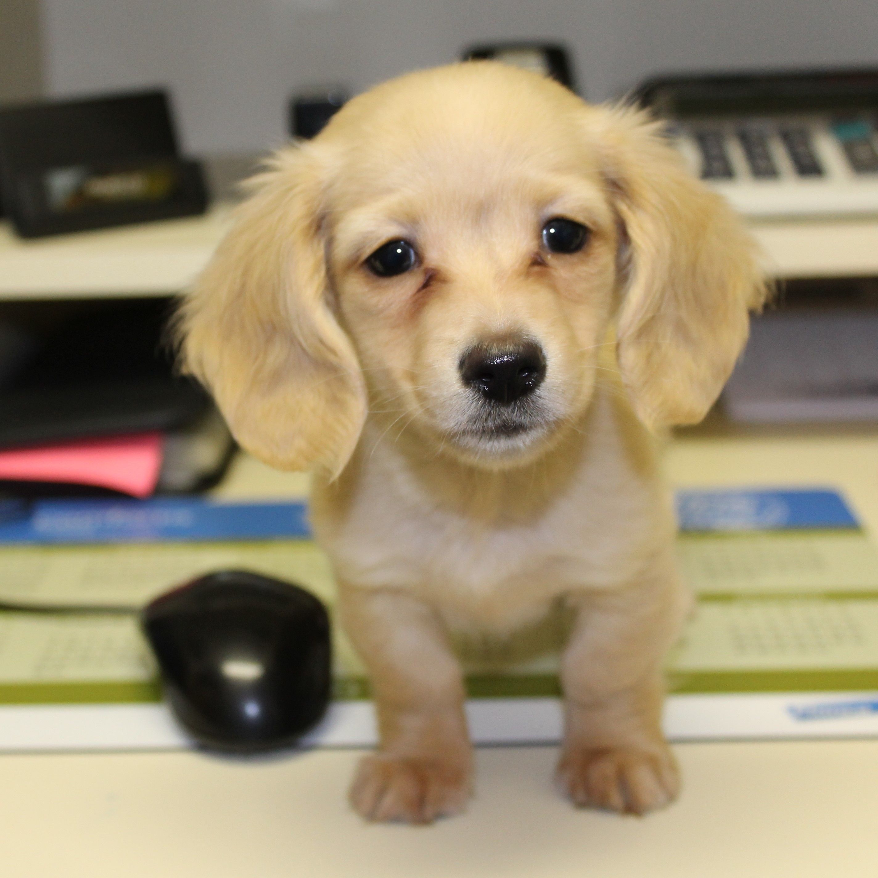 Countryside Animal Clinic puppy