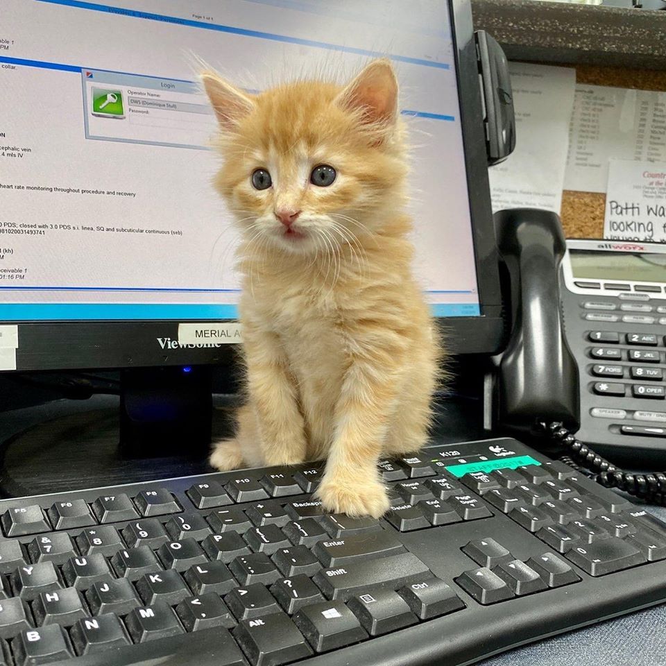 Countryside at the Park kitten