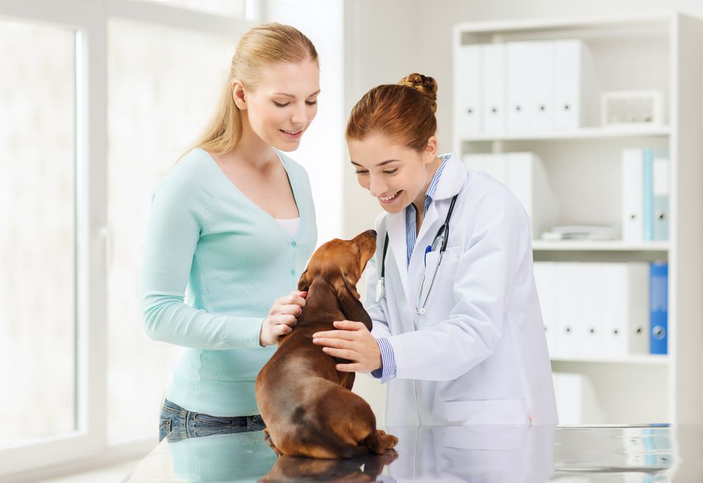 happy dog in a veterinary clinic