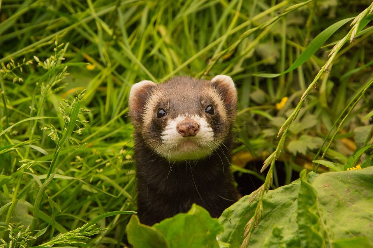 pet ferret