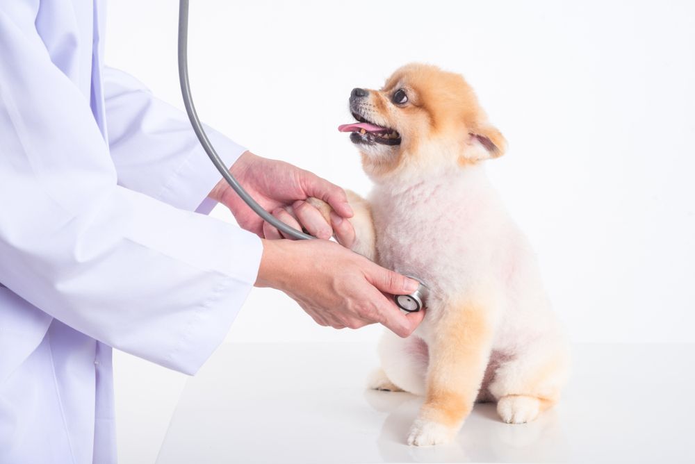 Glaucoma in pets 