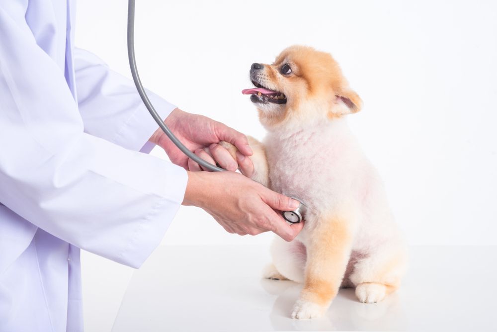 Glaucoma in pets