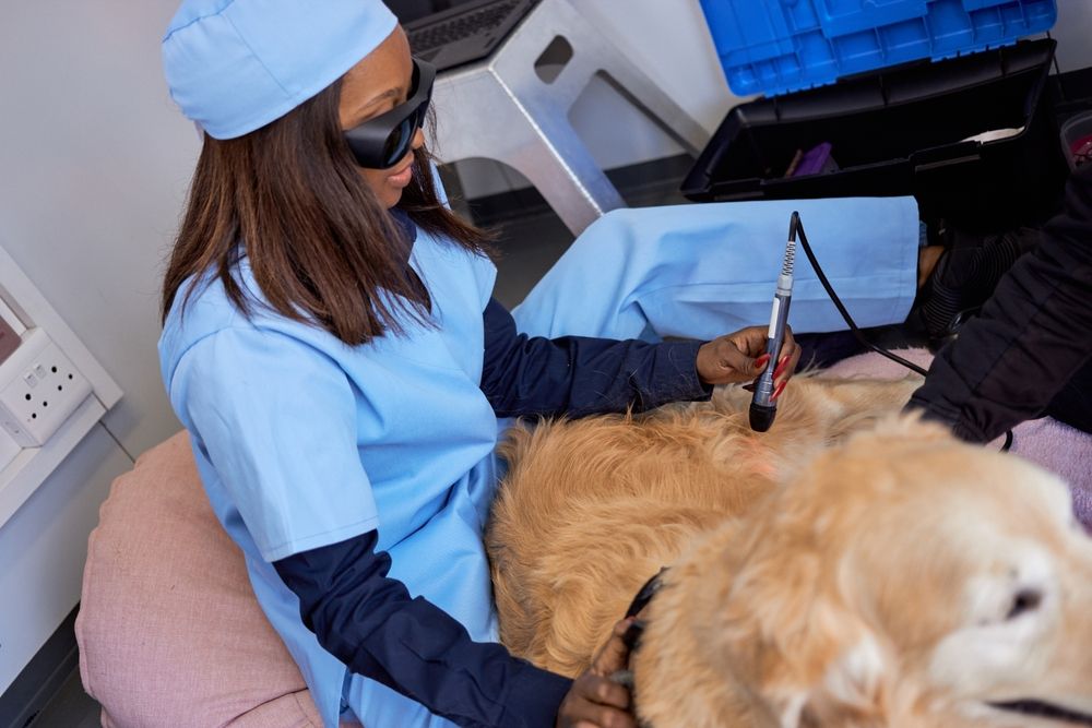 dog getting laser therapy 