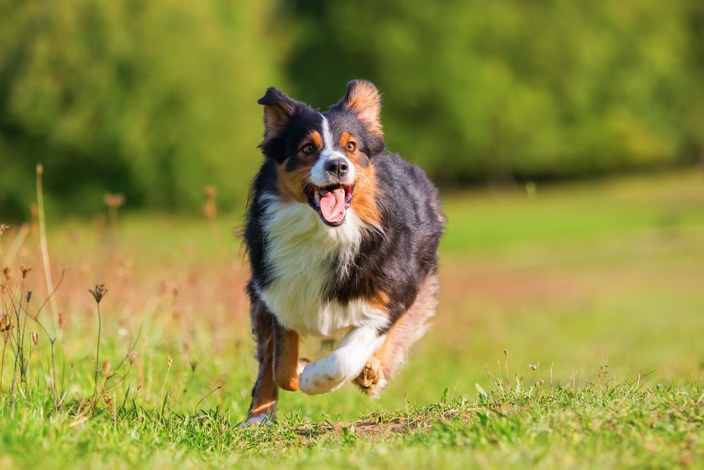 happy dog running