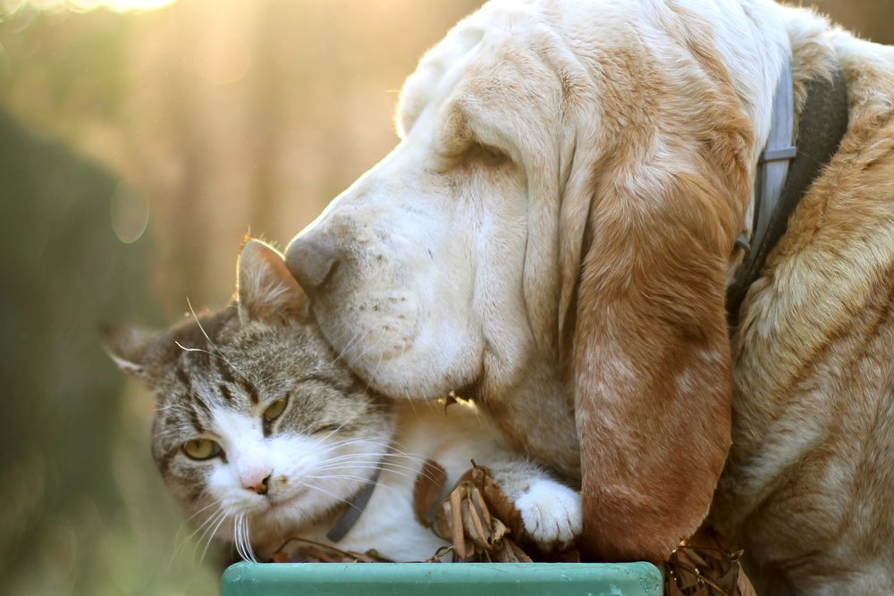 dog kissing cat