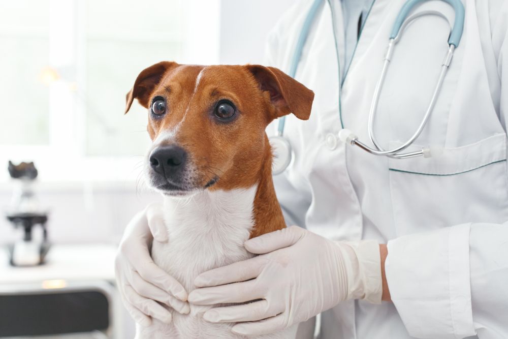 dog check up