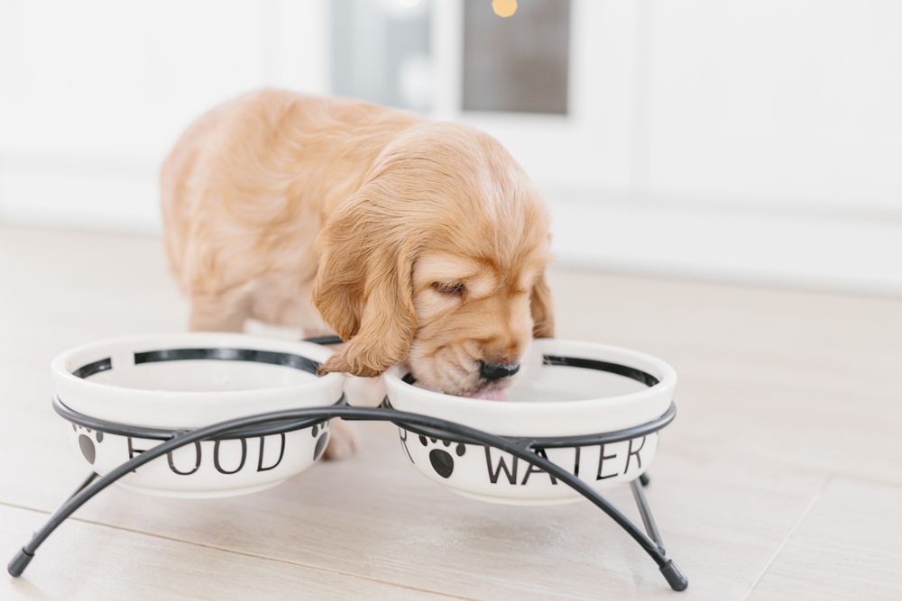 pet nutrition