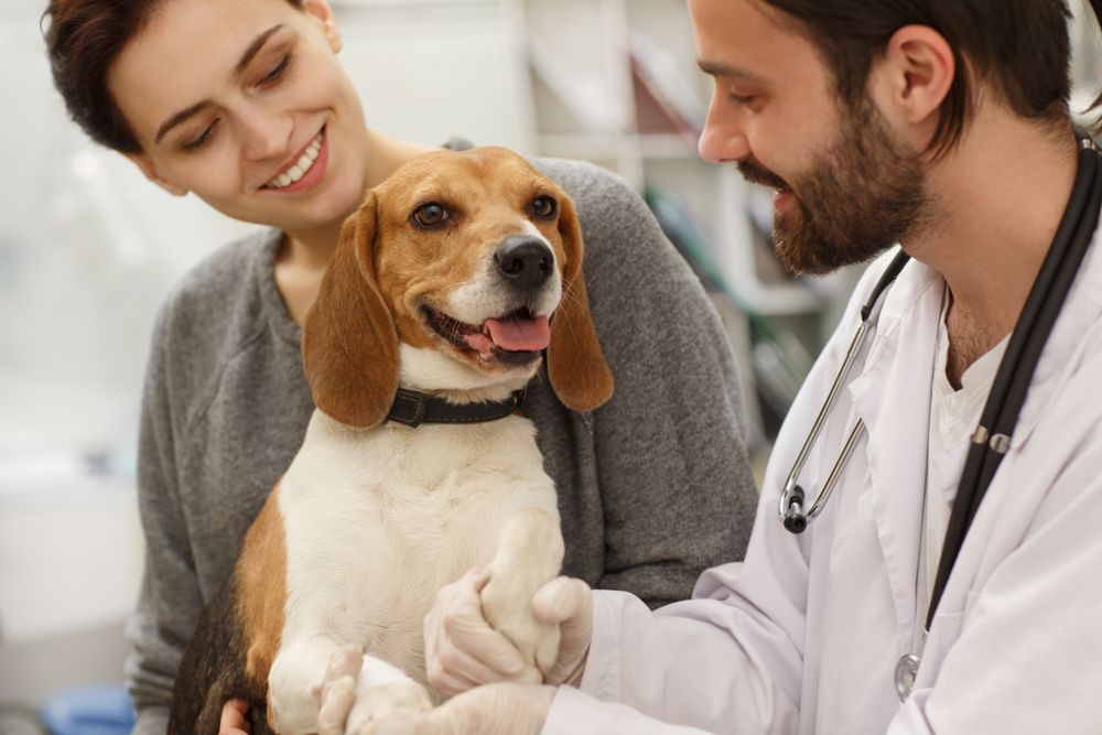 dog getting examined