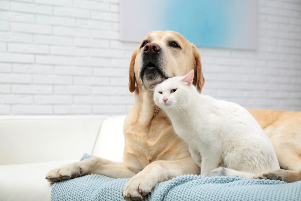 cat brushing up against a dog