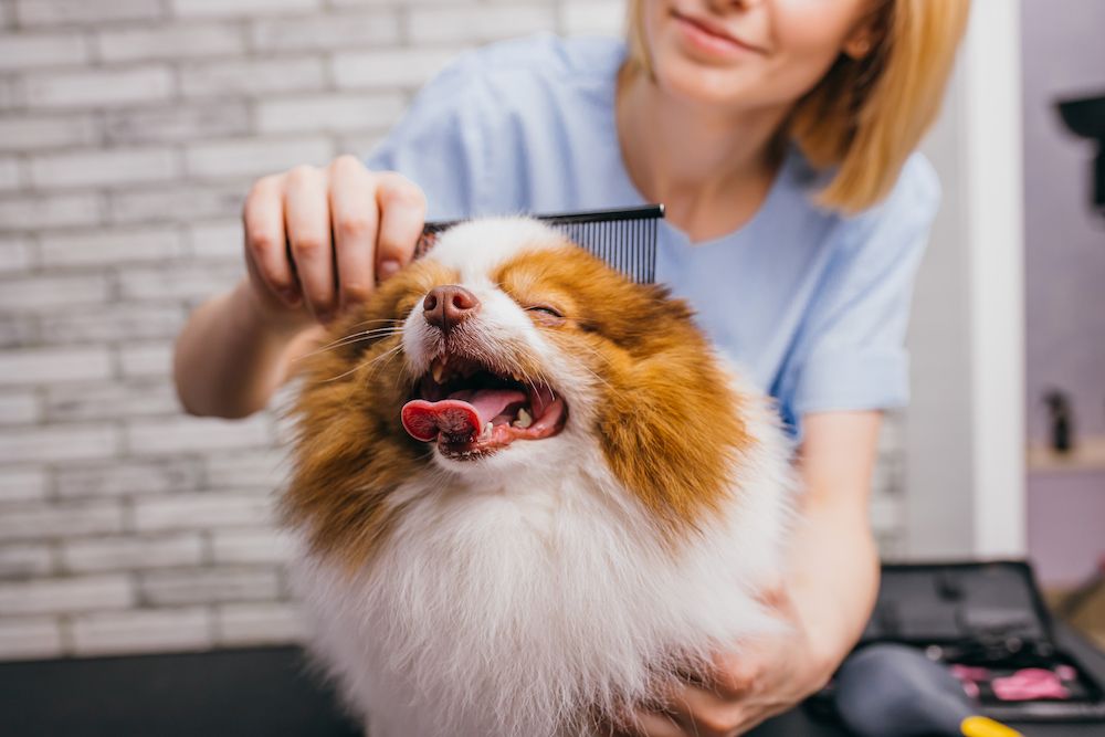 happy dog getting groomed