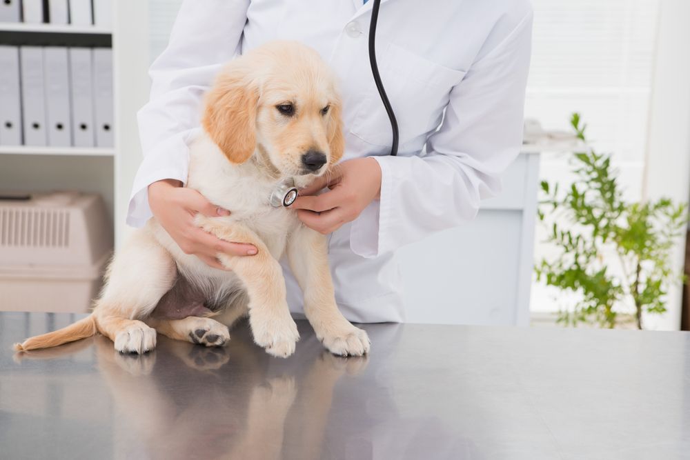 puppy checked by a vet