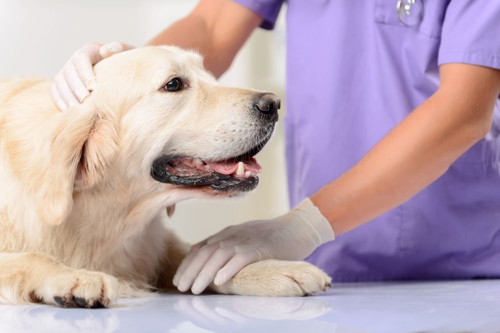 happy dog in a veterinary clinic