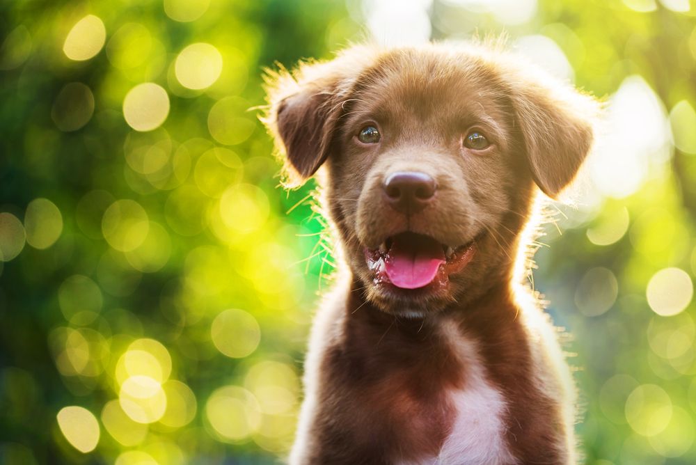 dog in the park