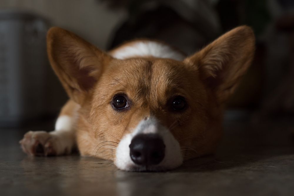 dog lying down