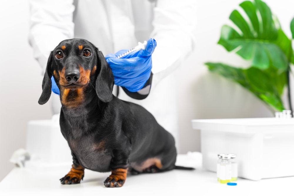 How Often Should Pets Receive Vaccinations?