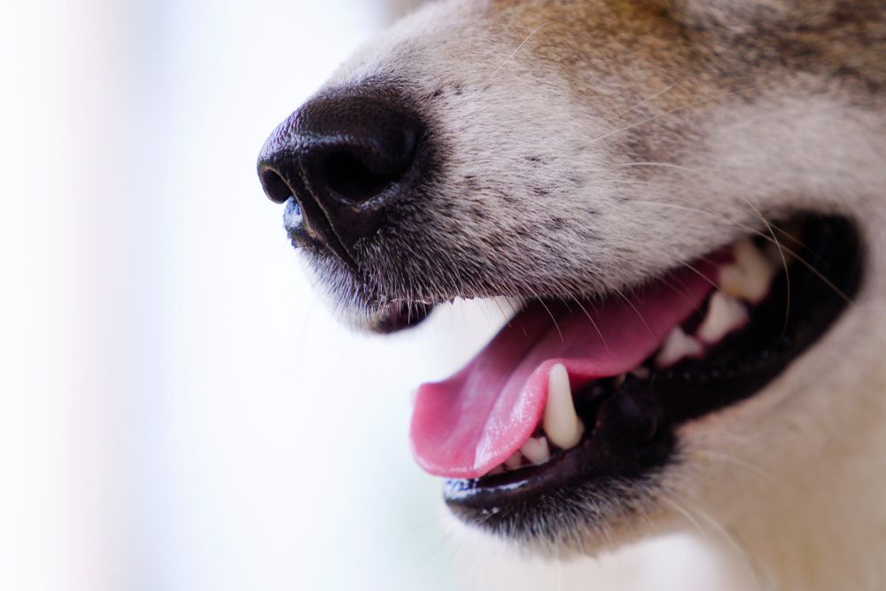 Signs of Dental Problems in Pets: When to Visit the Vet
