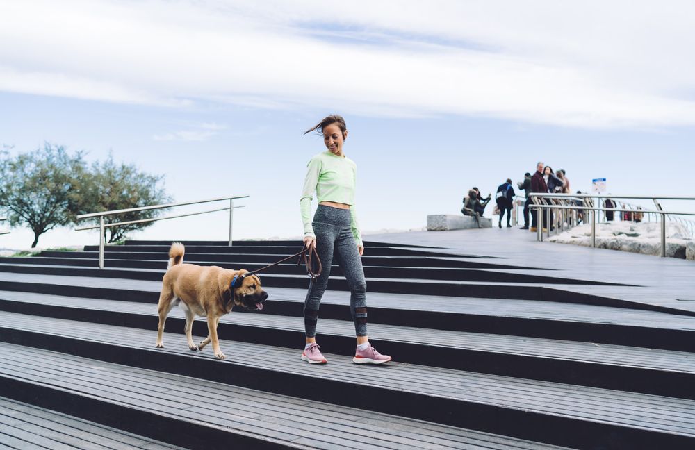 Chew York, Chew York! Keeping a Happy Pup in the Big Apple Can Be a Real Treat