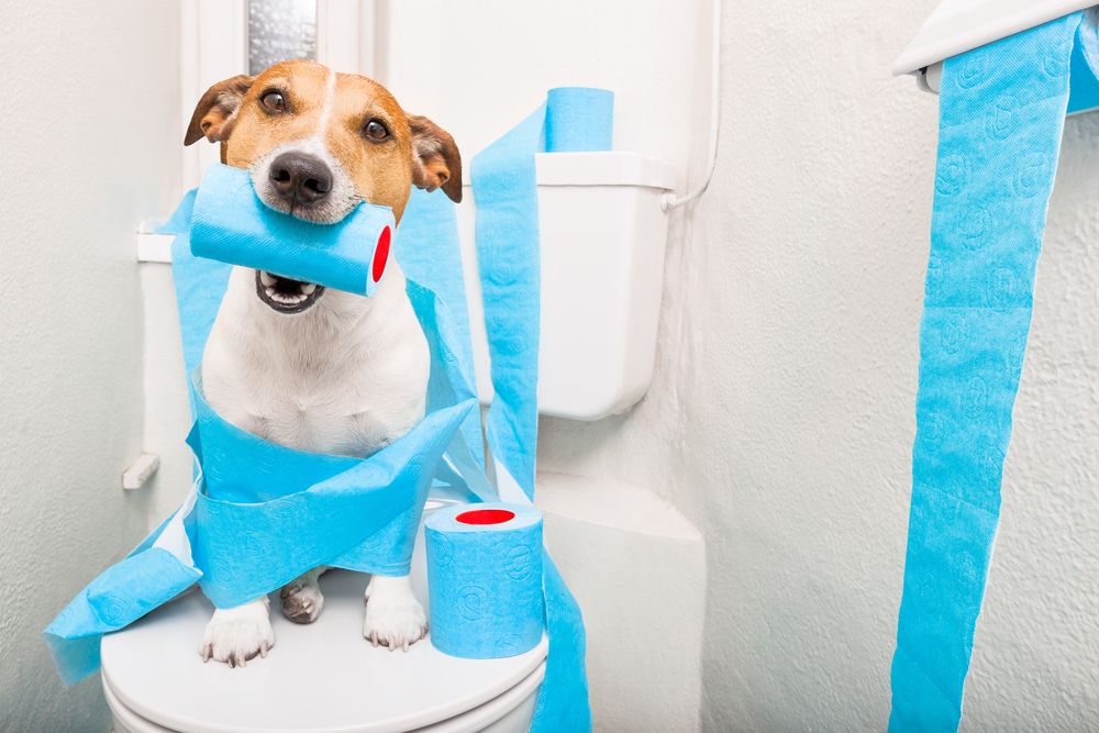 What Does Unhealthy Poop Look Like in Dogs?
