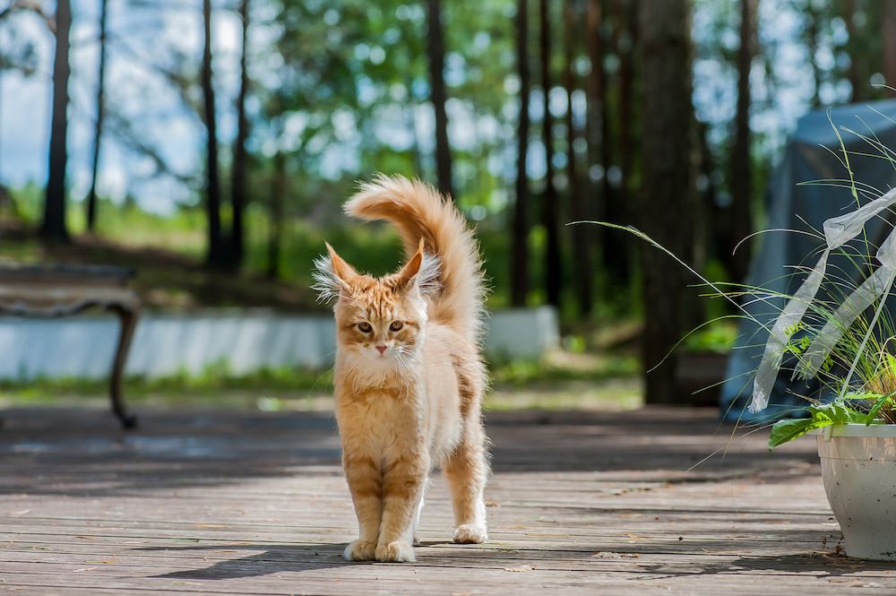 Top 5 Benefits of Pet Microchipping