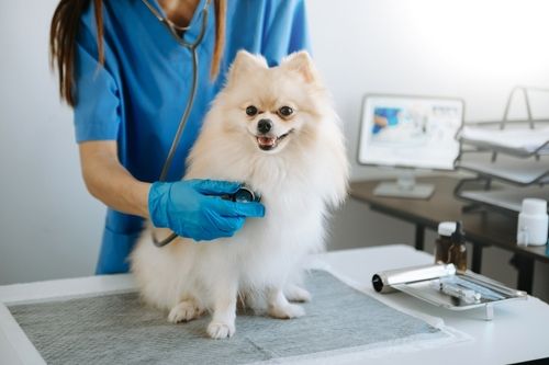 Understanding the Importance of Pet Blood Work: An Overview for Pet Owners