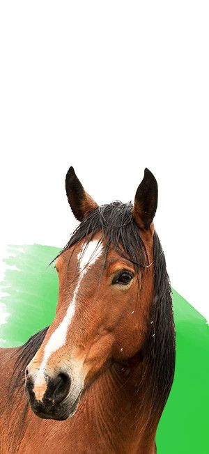 equine